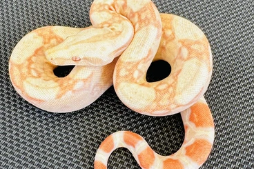 Boas kaufen und verkaufen Photo: 3.3 Albino Boa Constrictor