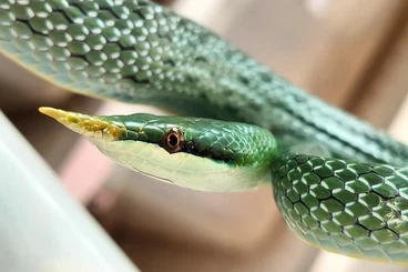 Snakes kaufen und verkaufen Photo: 1.0 gonysoma boulengeri CB22
