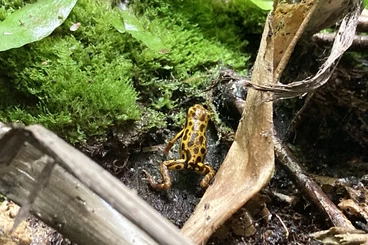 Poison dart frogs kaufen und verkaufen Photo: 1-0 bastimentos 2 jahre alt