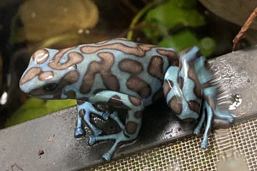 Poison dart frogs kaufen und verkaufen Photo: Suche 0-2 auratus la coca