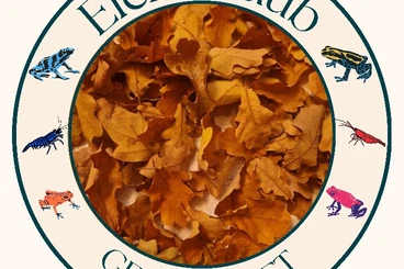 Supplies kaufen und verkaufen Photo: Eichenlaub für Aquaristik und Terraristik