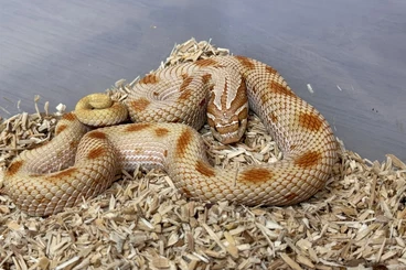 Snakes kaufen und verkaufen Photo: Heterodon Nasicus, Hakennasennatter