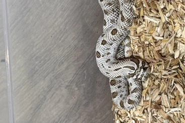 Snakes kaufen und verkaufen Photo: Heterodon Nasicus, Hamm :Hakennasennatter,