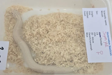 Snakes kaufen und verkaufen Photo: Superyeti Due to cancelled reservation Hamm 14/03