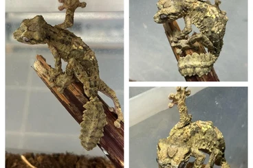 Geckos kaufen und verkaufen Foto: 1.0 Uroplatus pietchmanni