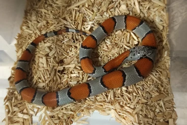 Snakes kaufen und verkaufen Photo: Lampropeltis Alterna   Boiruna mussurana