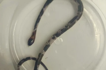 Snakes kaufen und verkaufen Photo: Lampropeltis Alterna boiruna mussurana Angola Python progshai