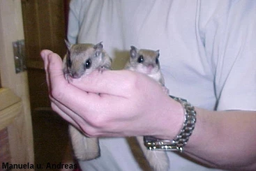 Exotic mammals kaufen und verkaufen Photo: 1 Junges Assapan Paar Abzugeben