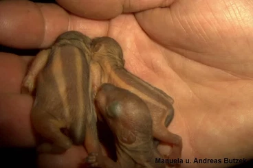 Exotische Säuger kaufen und verkaufen Foto: junge Palmenhörnchen abzugeben