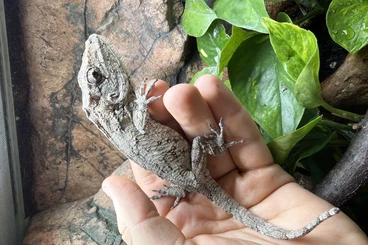 Echsen  kaufen und verkaufen Foto: 1.3 Anolis barbatus.