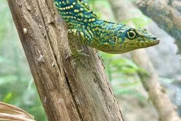 Echsen  kaufen und verkaufen Foto: My available Anolis list in Hamm!