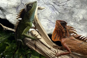 Echsen  kaufen und verkaufen Foto: Last call for Hamm.