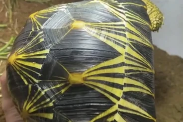 Landschildkröten kaufen und verkaufen Foto: 0.2 Astrochelys radiata females