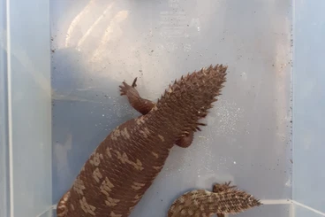 Skinks kaufen und verkaufen Photo: 1,1,1 Egernia stokesii badia for Terraristika Hamm