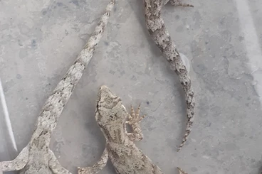 Geckos kaufen und verkaufen Foto: 1,1 Mokopirirakau granulatus cb 2025