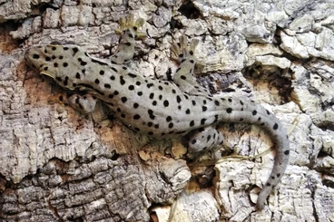 Lizards kaufen und verkaufen Photo: Thecadactylus oskrobapreinorum, Varanus macraei