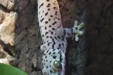 Lizards kaufen und verkaufen Photo: Hamm for sell or trade!!!