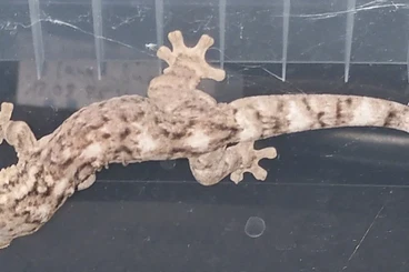 Echsen  kaufen und verkaufen Foto: Hamm for sell or trade!!!