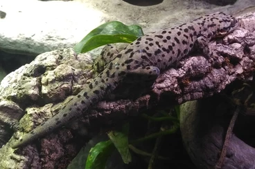 Echsen  kaufen und verkaufen Foto: Hamm for sell or trade!!!