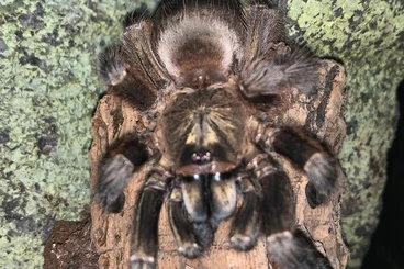 Spiders and Scorpions kaufen und verkaufen Photo: Hamm for sell or trade!!!