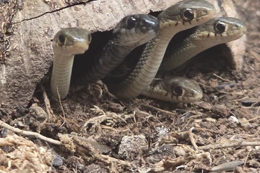 Nattern ungiftige  kaufen und verkaufen Foto: Thamnophis sirtalis sirtalis 0.0.5