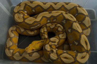 Boas kaufen und verkaufen Photo: 1.0 Reticulated python Orange Glow Sunfire CB 2019 from Jakub Kyzl Rep