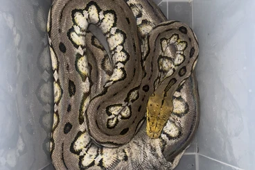 Boas kaufen und verkaufen Photo: 0.1 Harlequin Motley het Foulsham CB 2020 - Reticulated Python
