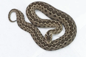 Giftschlangen kaufen und verkaufen Foto: Vipera renardi Donau delta