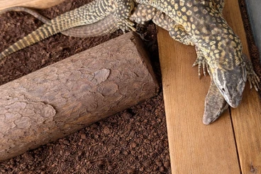 Echsen  kaufen und verkaufen Foto: Varanus Acanthurus yellow 1.1