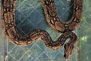Boas kaufen und verkaufen Photo: Boa Constrictor Occidentalis