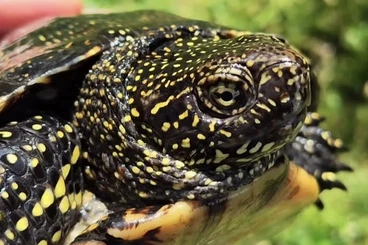 Schildkröten  kaufen und verkaufen Foto: Emys, Mauremys and Sacalia