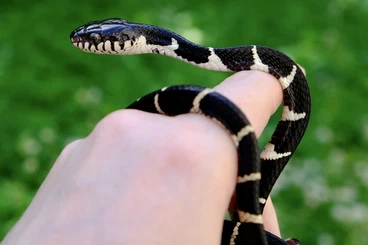 Snakes kaufen und verkaufen Photo: Asian colubrids for Hamm 14/03