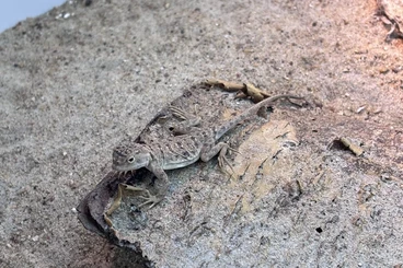 Andere Agamen kaufen und verkaufen Foto: Phrynocephalus, stenodactylus and ceratophora for Hamm