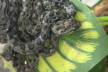 Giftschlangen kaufen und verkaufen Foto: Naja, Ophryacus, Crotalus, Tropidolaemus