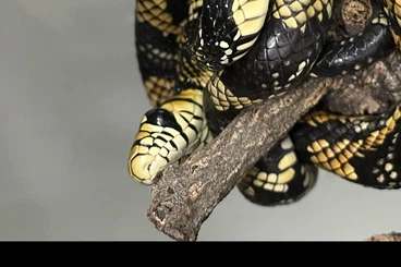 Snakes kaufen und verkaufen Photo: Pullatus, bivvitatus 440cm, retic