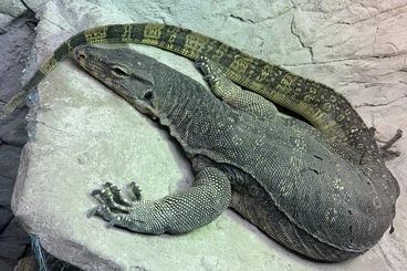 Monitor lizards kaufen und verkaufen Photo: Cumingi HYW, ornatus, beccarii, komaini