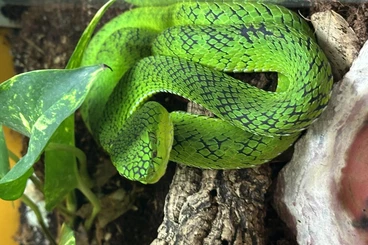 Venomous snakes kaufen und verkaufen Photo: Tropidolaemus subannulatus, wagleri, trimeresurus