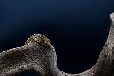 Lizards kaufen und verkaufen Photo: Crotaphytus, chondrodactylus, trachycephalus, Morelia