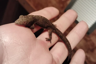 Echsen  kaufen und verkaufen Foto: Eurydactylodes, rhacodactylus trachycephalus, pogona barbata