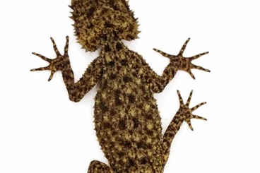 Echsen  kaufen und verkaufen Foto: Varanus, phyllurus, saltuarius, eurydactylodes...
