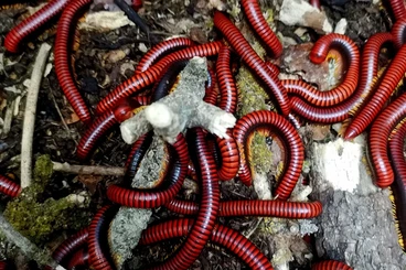 Myriapoda kaufen und verkaufen Foto: Aphistogoniulus hova pre-order hamm December