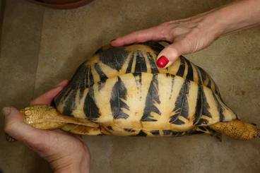 Turtles and Tortoises kaufen und verkaufen Photo: Strahlenschildkröten Zuchtgruppe