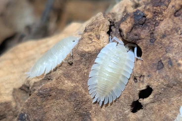 Myriapoda kaufen und verkaufen Foto: Some nice Isopods for Hamm ????????????????♥️
