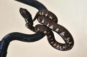 Giftschlangen kaufen und verkaufen Foto: Trimeresurus andersonii & purpureomacultus