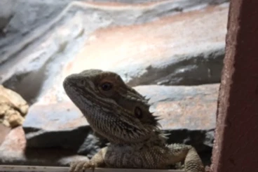 Bartagamen kaufen und verkaufen Foto: Bartagame in gute Hände abzugeben