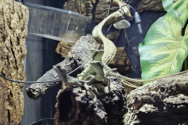 Echsen  kaufen und verkaufen Foto: Kronenbasilisken, NZ 12-2025