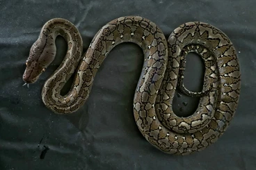 Snakes kaufen und verkaufen Photo: Netzpython Nachzuchten von 2025