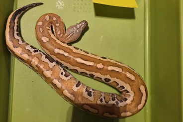 Pythons kaufen und verkaufen Photo: Blutpython ( python brongersmai)