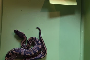 Ball Pythons kaufen und verkaufen Photo: Königspython ( python regius)