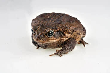 frogs kaufen und verkaufen Photo: Rhinella, Rhaebo, Polypedates, Osteopilus